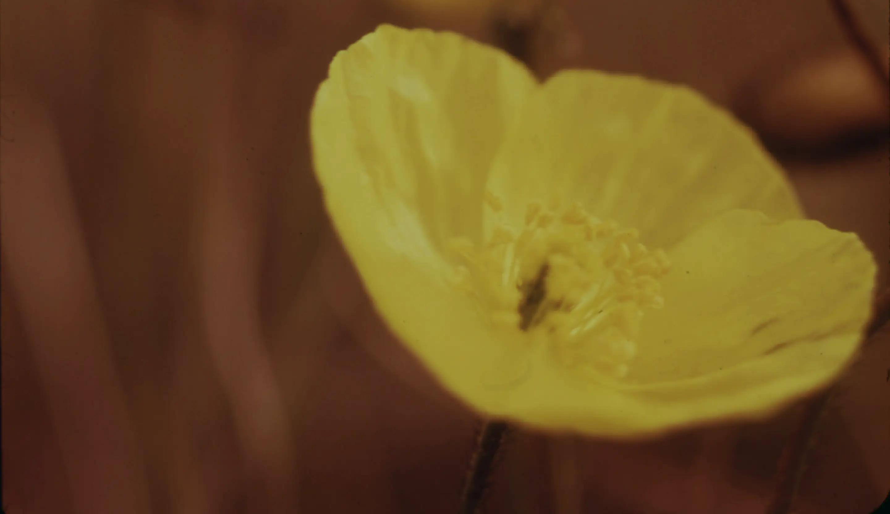 Foto van een bloem